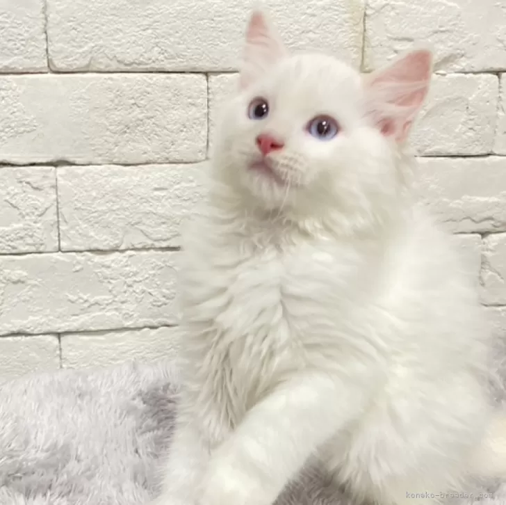 ID:2412-01526の子猫