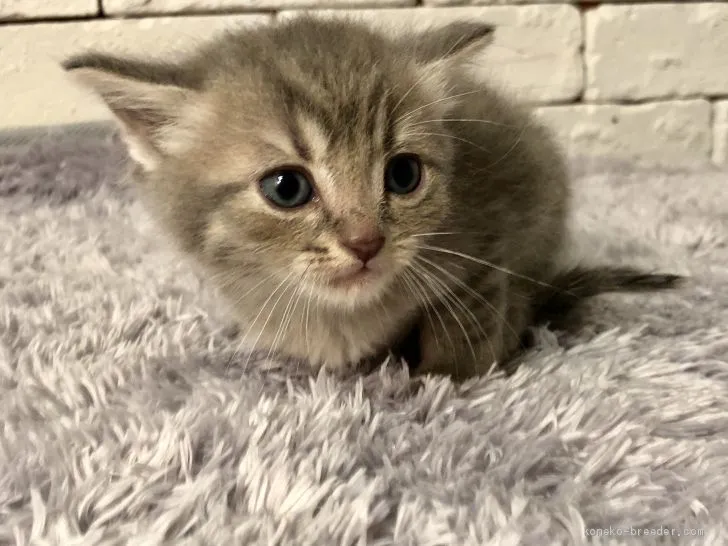 ID:1907-00444の子猫