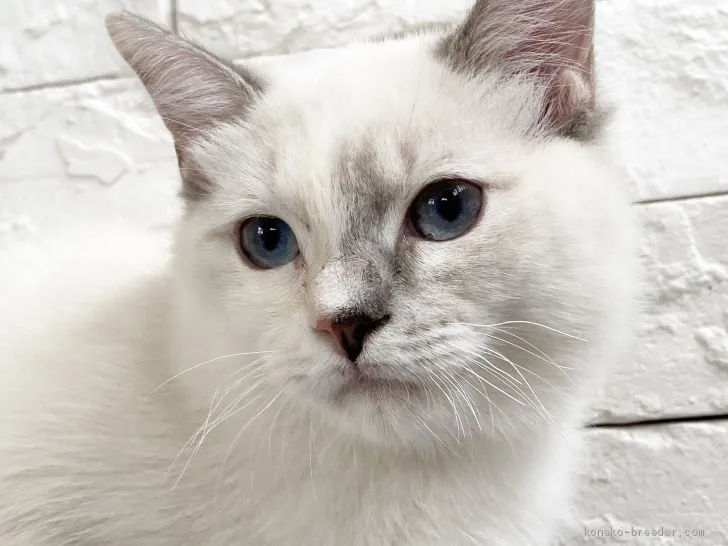 ID:2005-02554の子猫