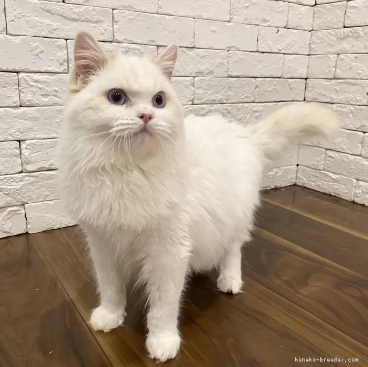ID:2401-00492の子猫