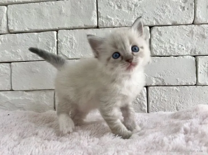 ID：1804-01799の子猫