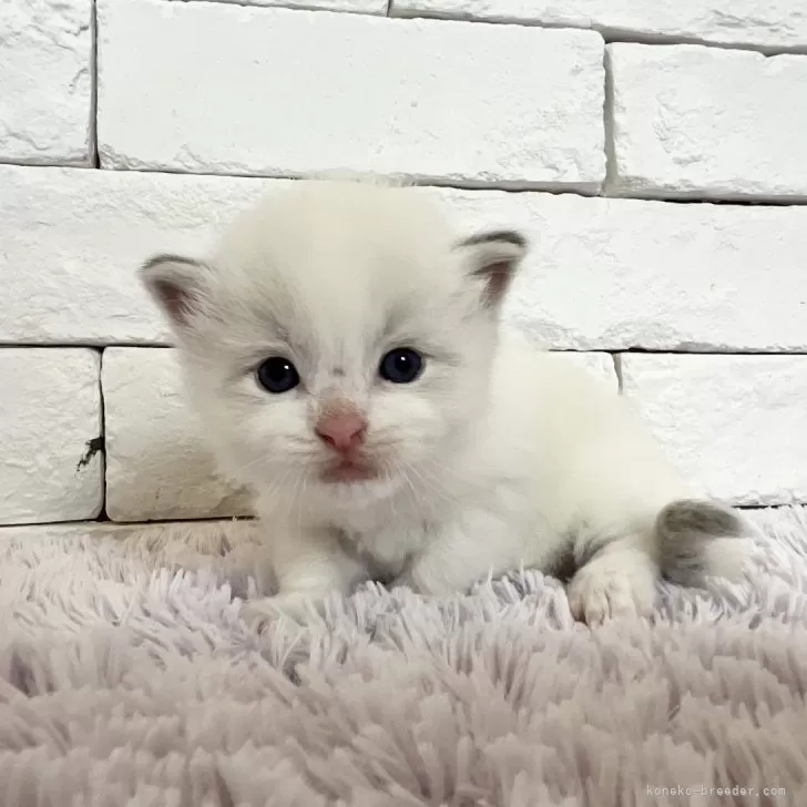 ID：2406-02986の子猫