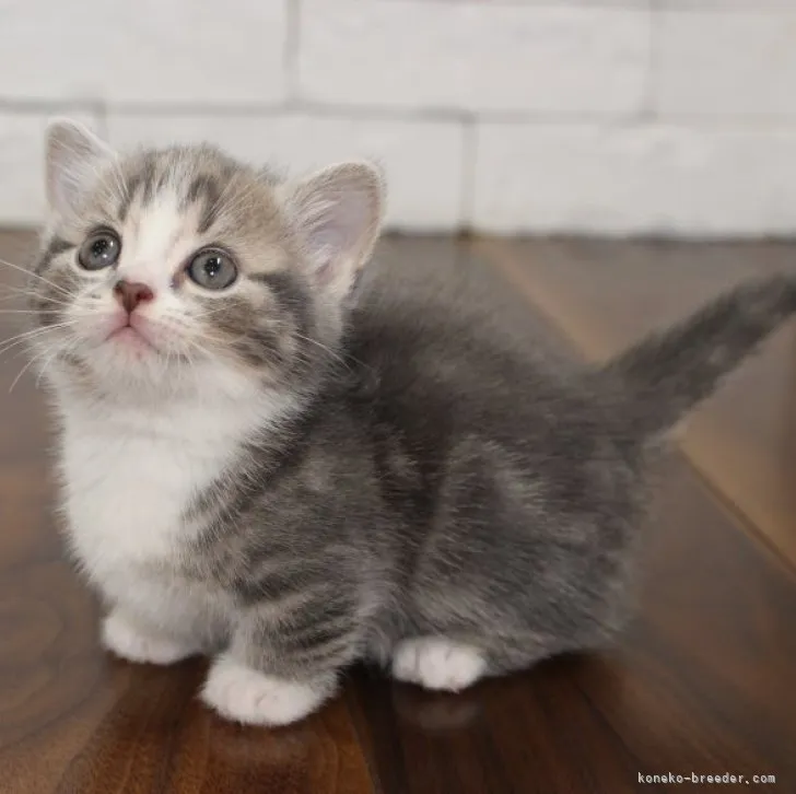 ID:2304-02691の子猫