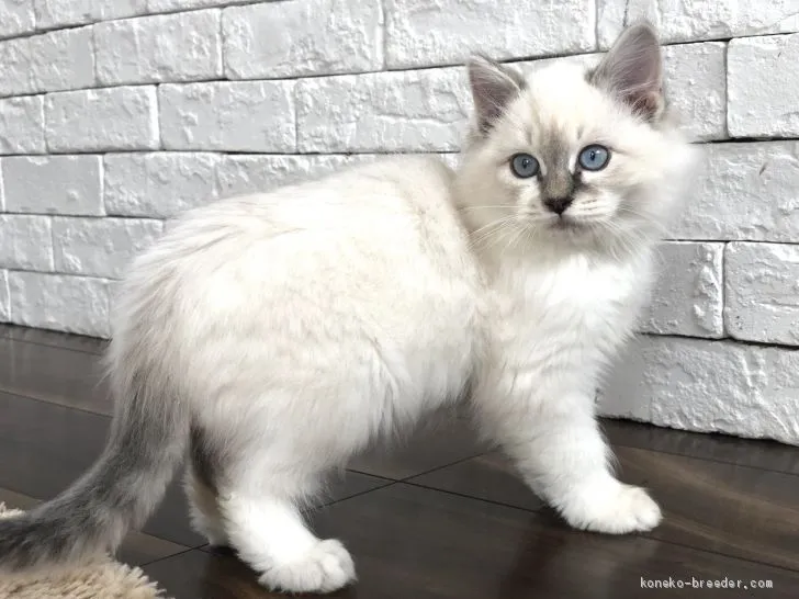 ID:2002-00715の子猫