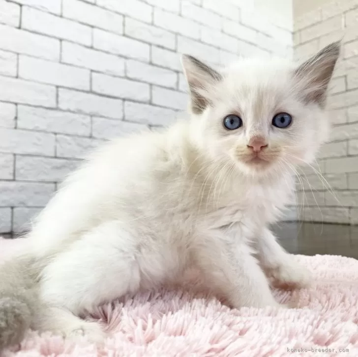 ID：2407-02388の子猫