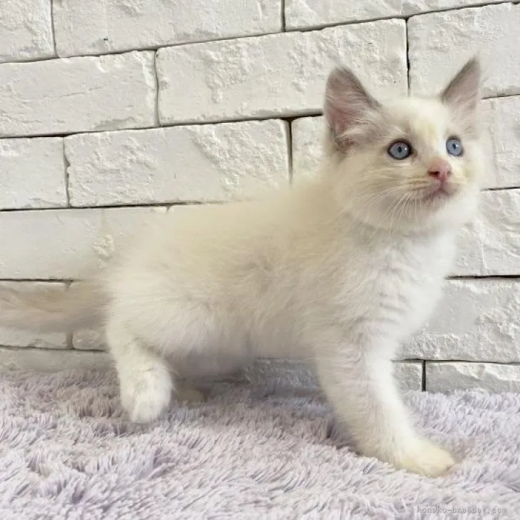 ID:2208-00744の子猫