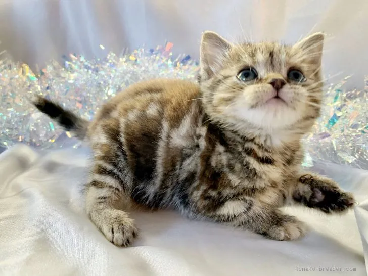 ID：1912-01511の子猫