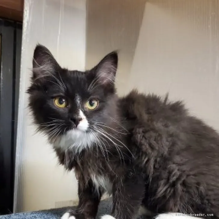 ID:2303-00180の子猫