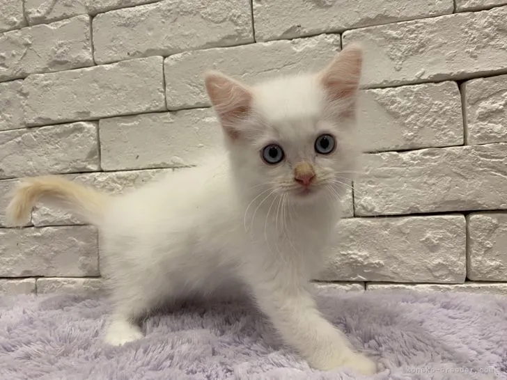 ID:2206-01040の子猫