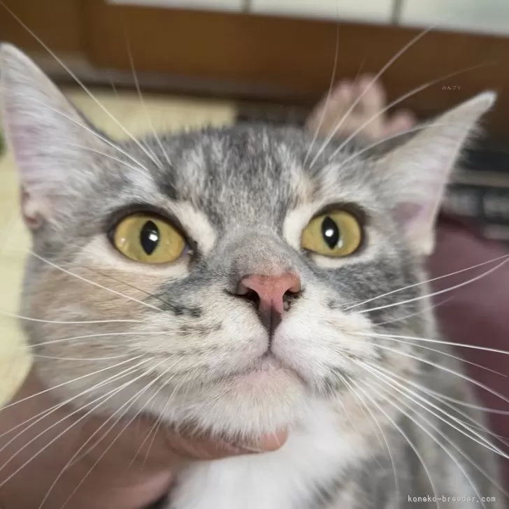 ID：2406-02856の子猫