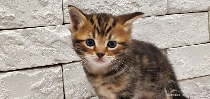 ID:2111-00713の子猫