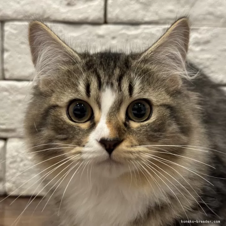 ID：2407-00808の子猫