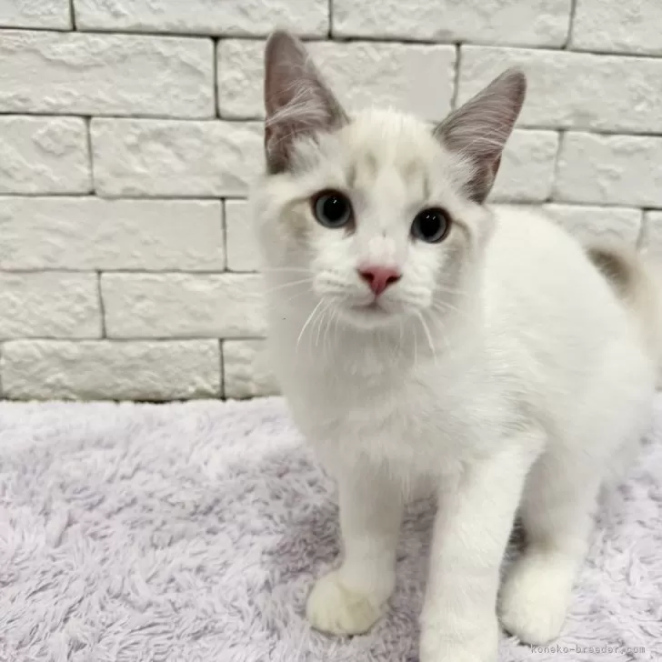 ID：2409-00192の子猫