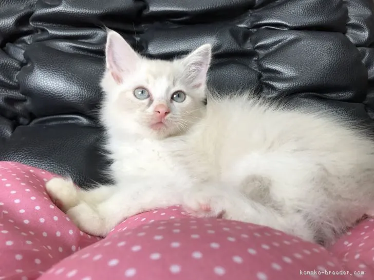 ID:1704-01332の子猫