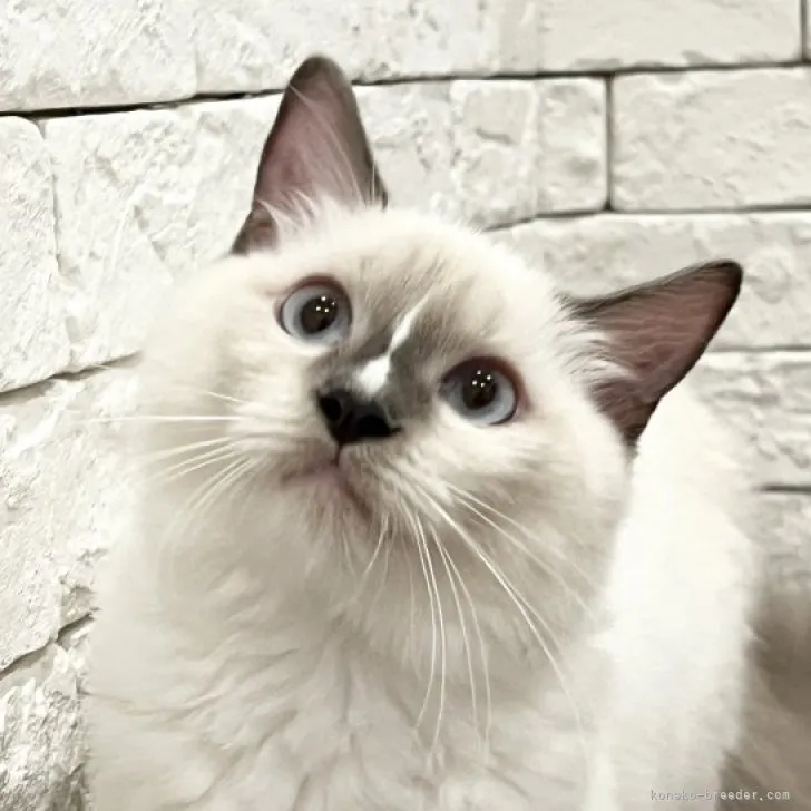 ID：2306-01749の子猫