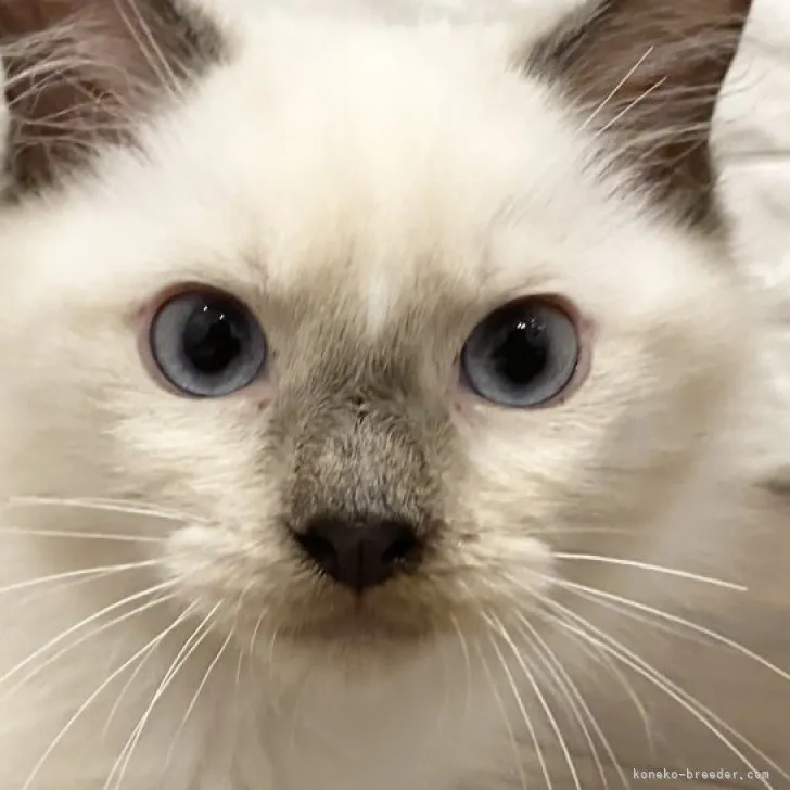 ID：2306-01744の子猫