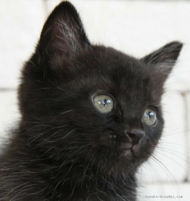 ID：1909-01943の子猫