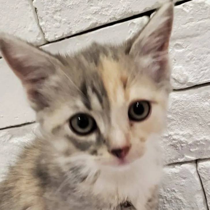 ID：2307-02491の子猫