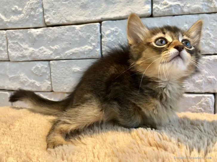 ID：1810-00018の子猫