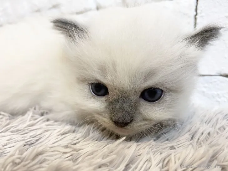 ID:2010-01040の子猫