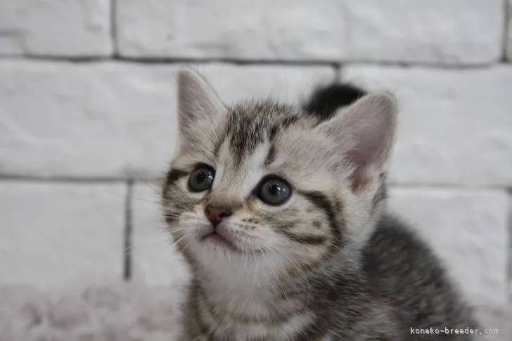 ID：2106-01951の子猫