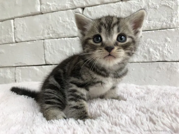 ID:1807-00433の子猫