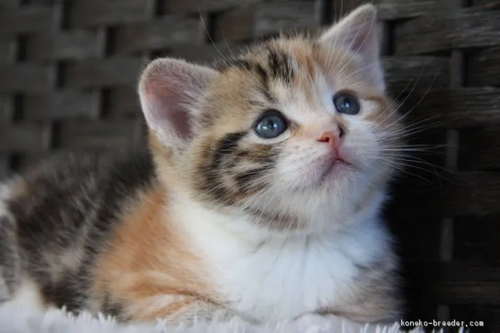 ID：2002-00496の子猫
