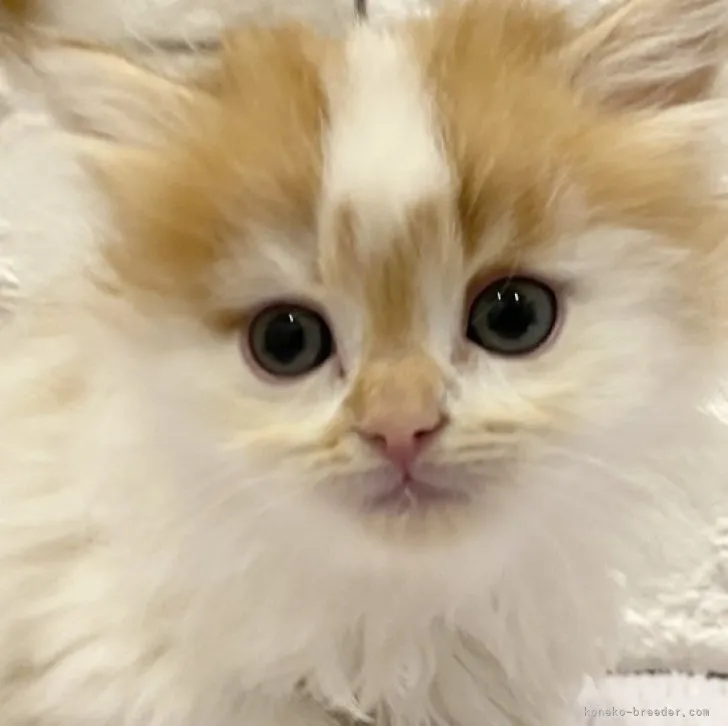 ID：2305-01801の子猫