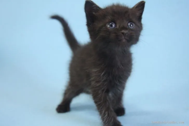 ID:1809-00097の子猫