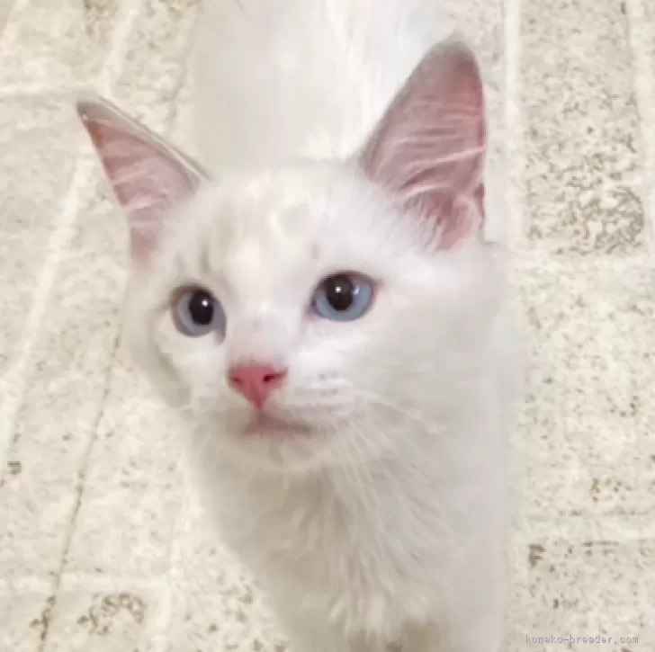 ID：2407-02998の子猫
