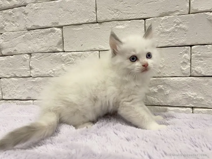 ID:2205-00829の子猫