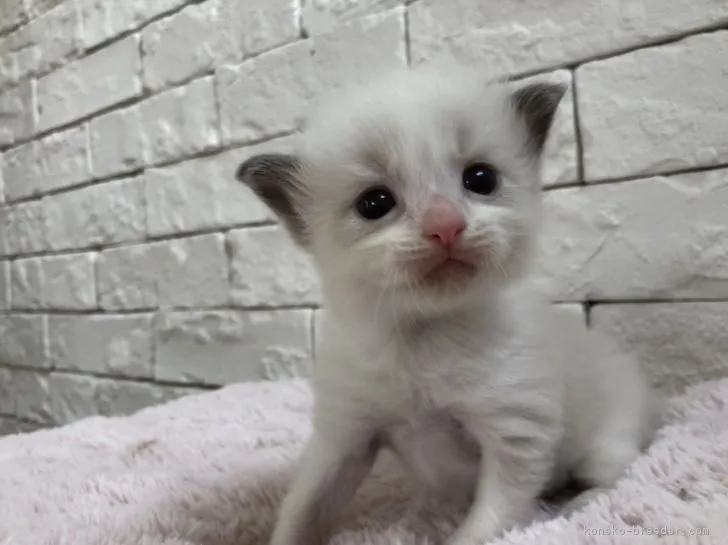 ID:1807-01257の子猫