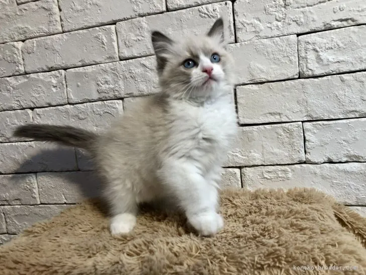 ID:1901-00721の子猫