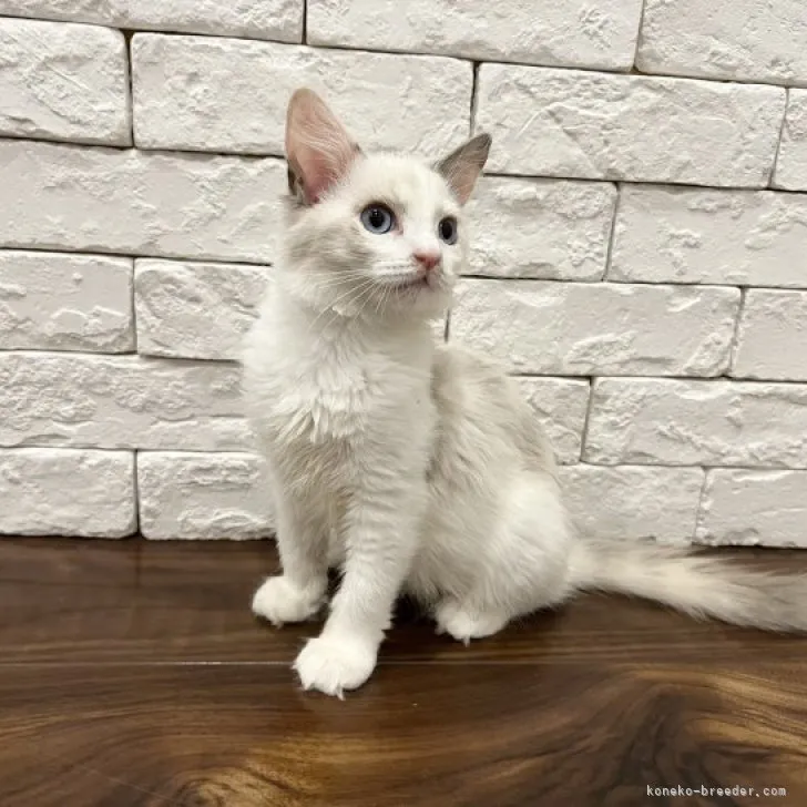 ID：2309-00239の子猫