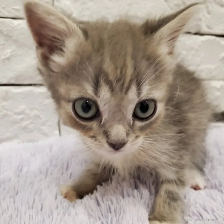 ID：2307-02493の子猫