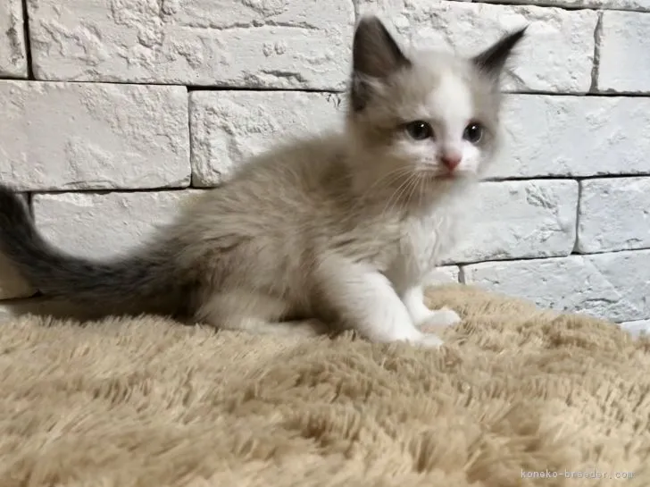 ID:1812-00169の子猫