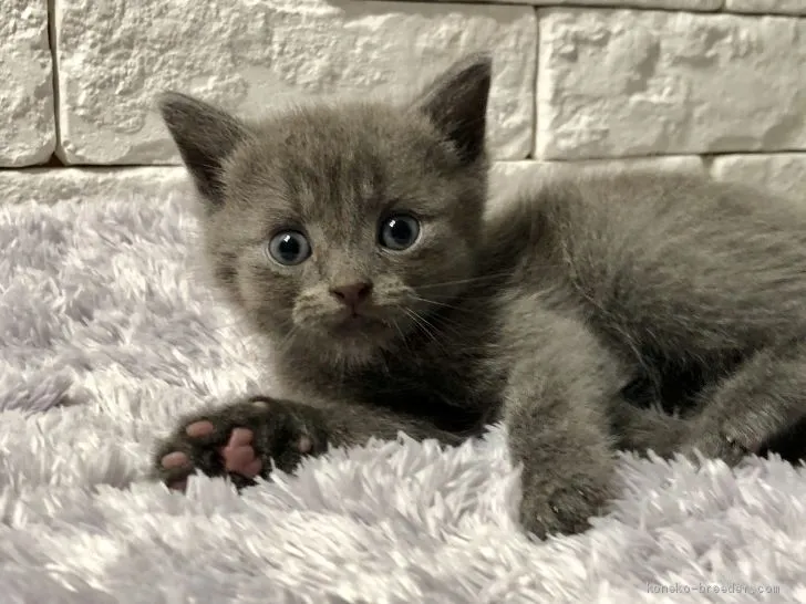 ID：1907-00442の子猫