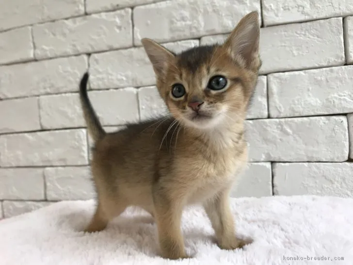 ID:1804-00537の子猫