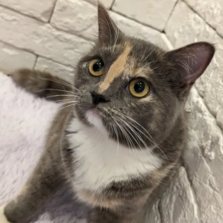 ID：2307-02492の子猫