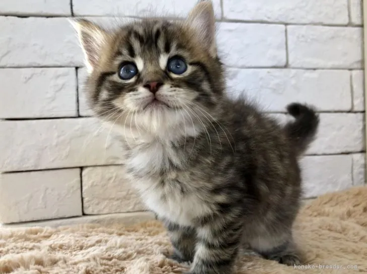 ID：1810-00339の子猫