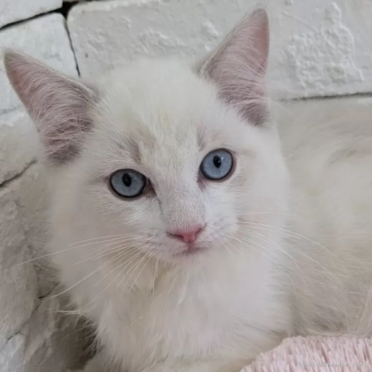 ID:2406-01736の子猫