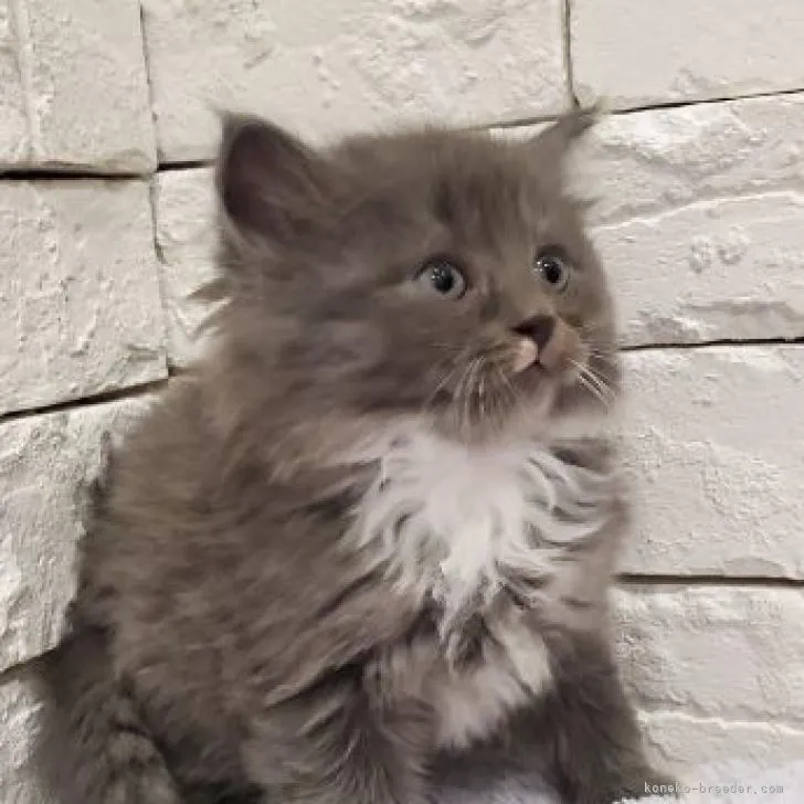 ID:2303-00090の子猫