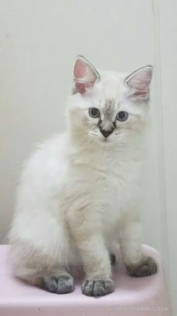 ID:1708-00526の子猫