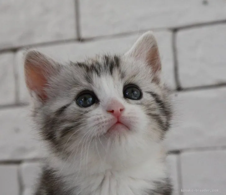 ID:2102-00123の子猫