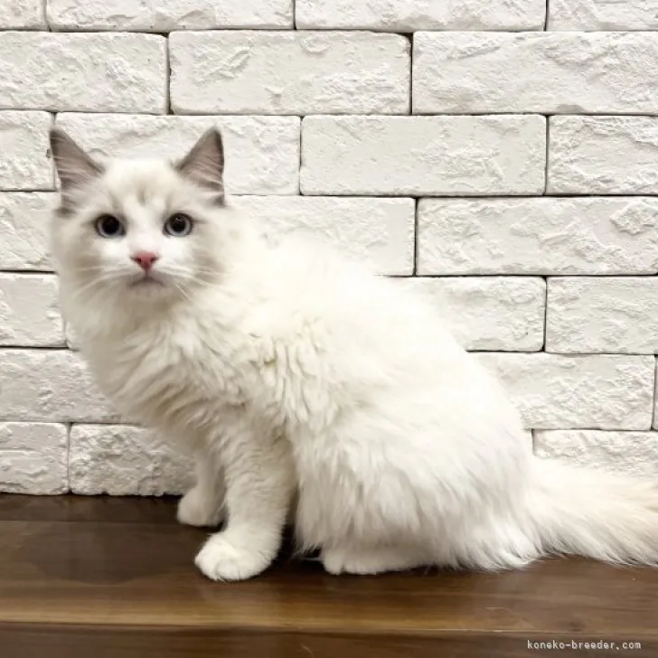 ID:2309-00258の子猫