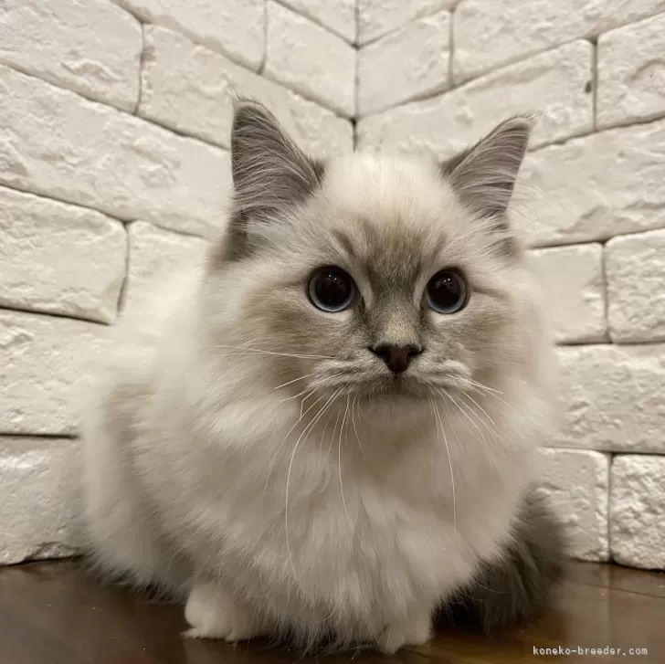 ID：2311-01440の子猫