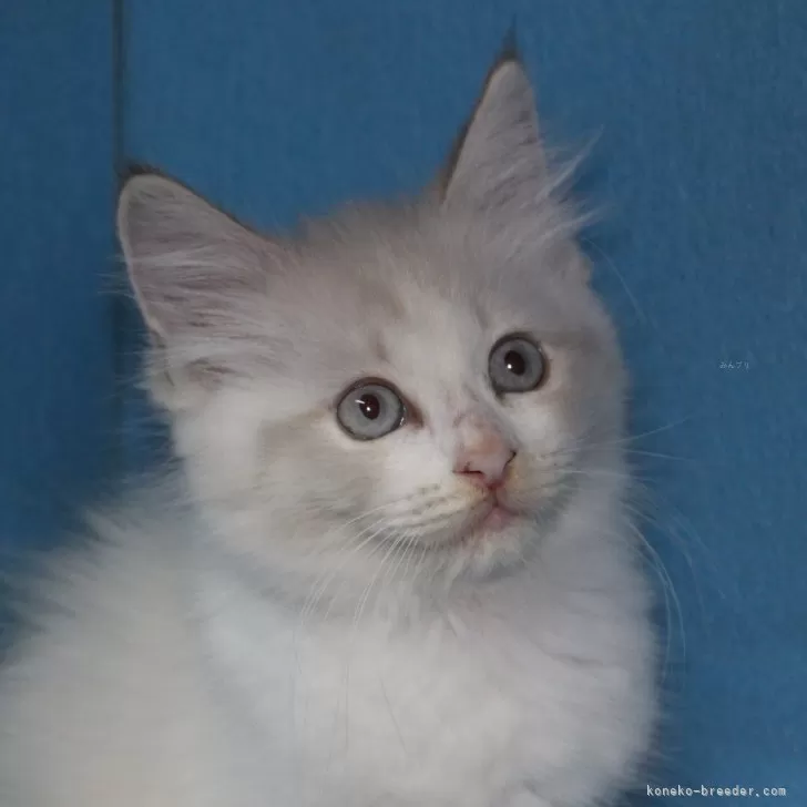 ID:2409-00900の子猫