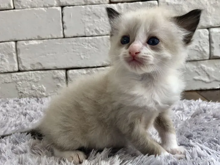 ID：1906-00038の子猫
