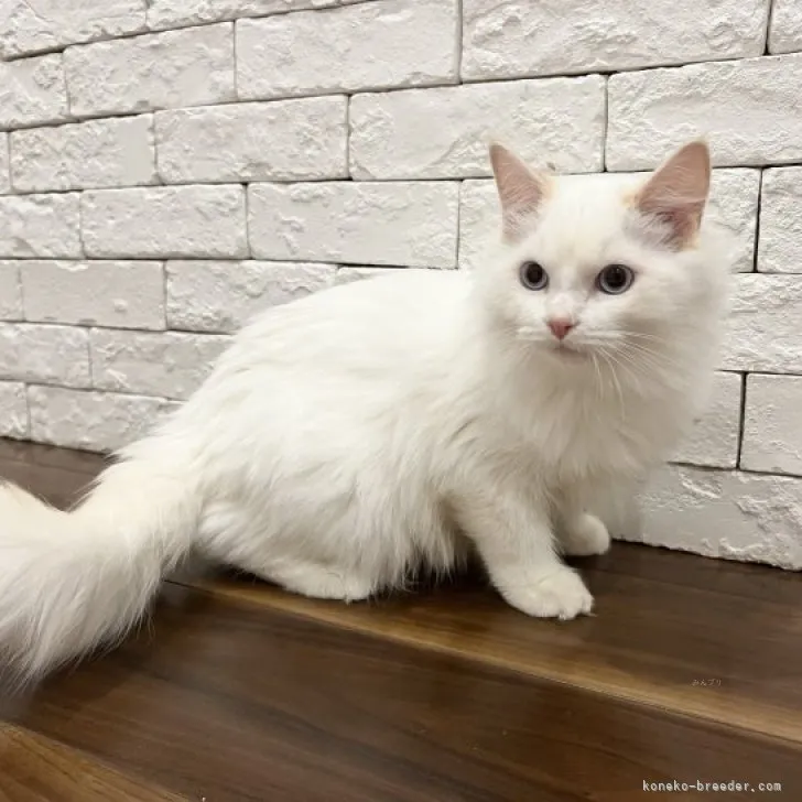 ID:2309-00253の子猫