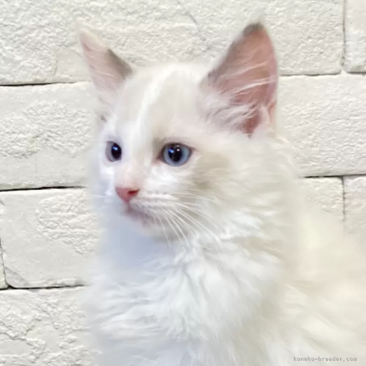 ID：2411-02636の子猫